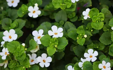 bacopa-monnieri