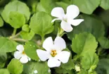 bacopa-monnieri