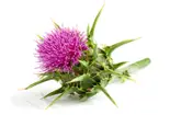 Milk Thistle