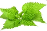 nettle