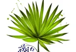 saw-palmetto