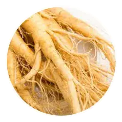 siberian-ginseng
